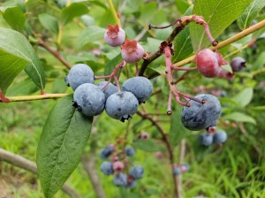 Blueberries